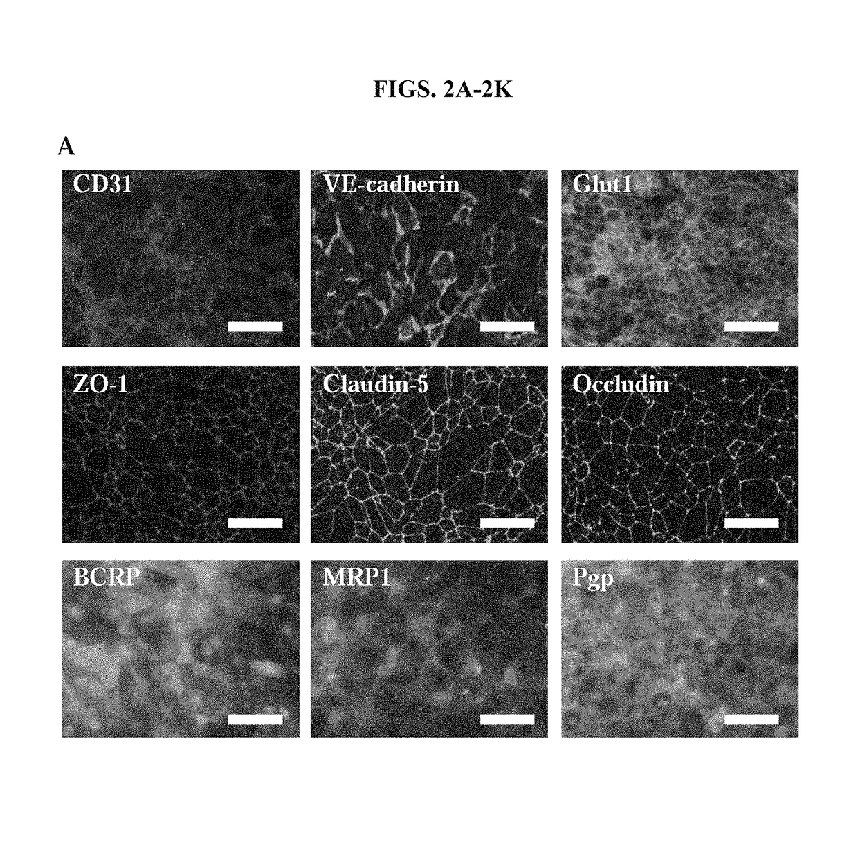 Methods for differentiation of human pluripotent stem cells to brain microvascular endothelial cells