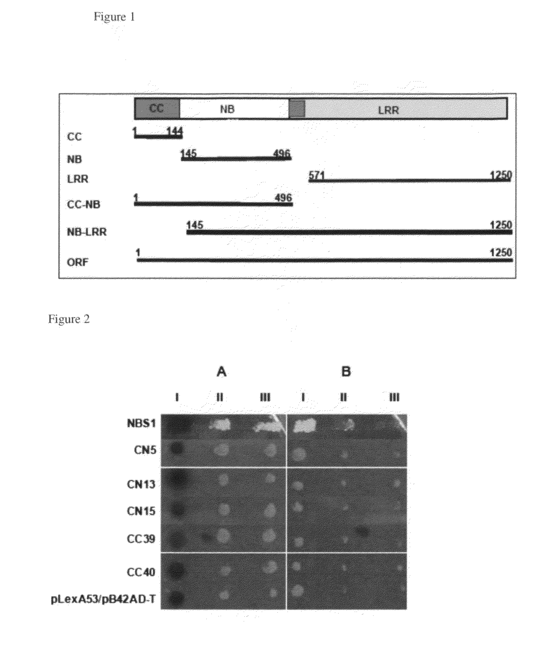 Metacaspase II in engineering soybean for disease resistance