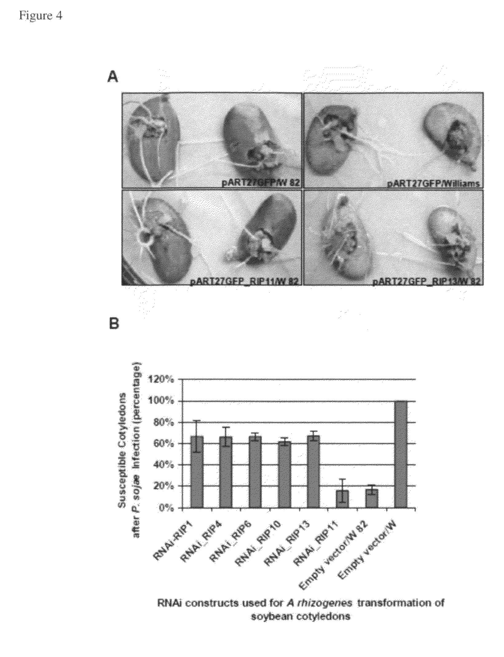 Metacaspase II in engineering soybean for disease resistance