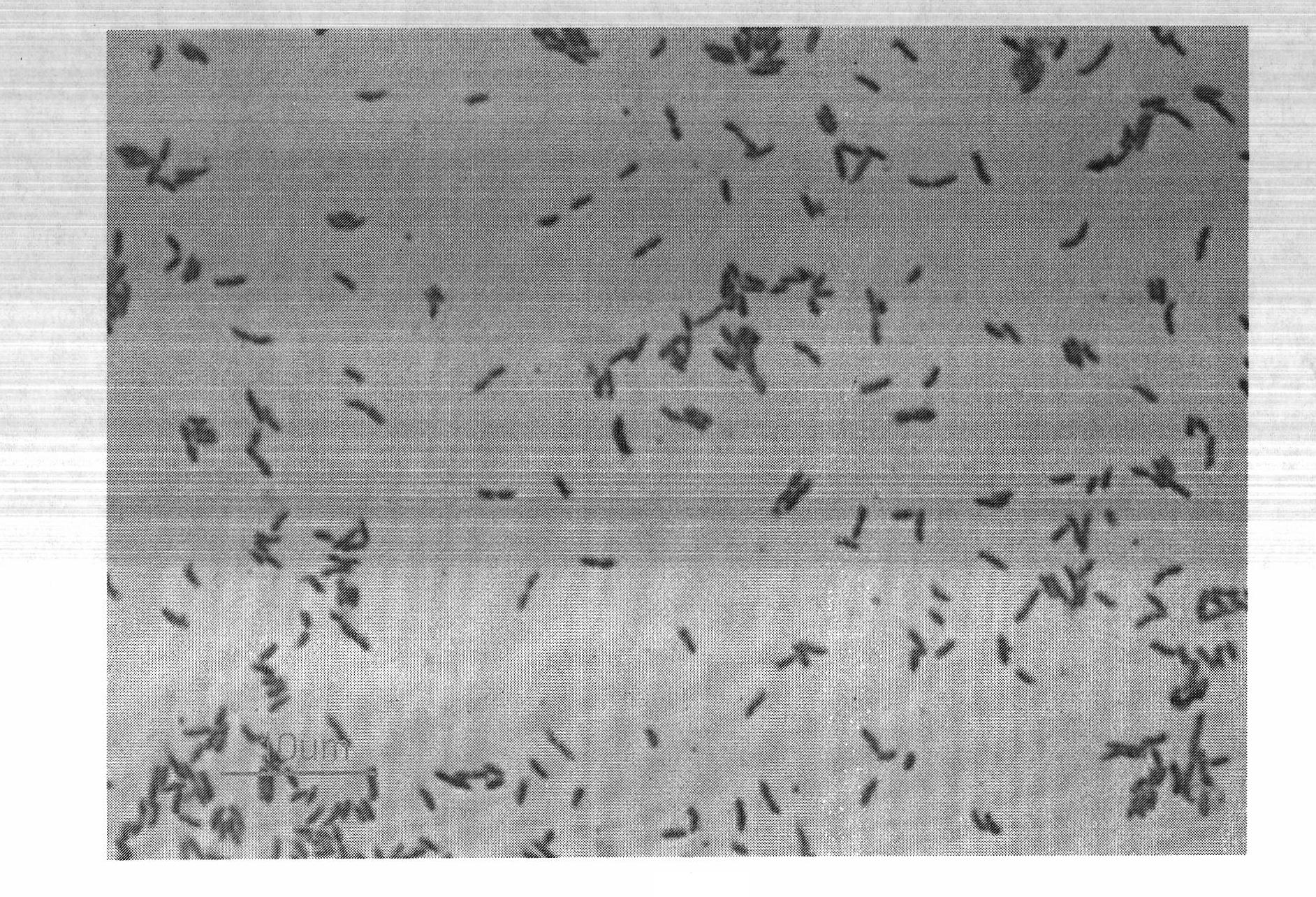 Phosphorus-dissolving pseudomonas putida L13 and fermentation process thereof