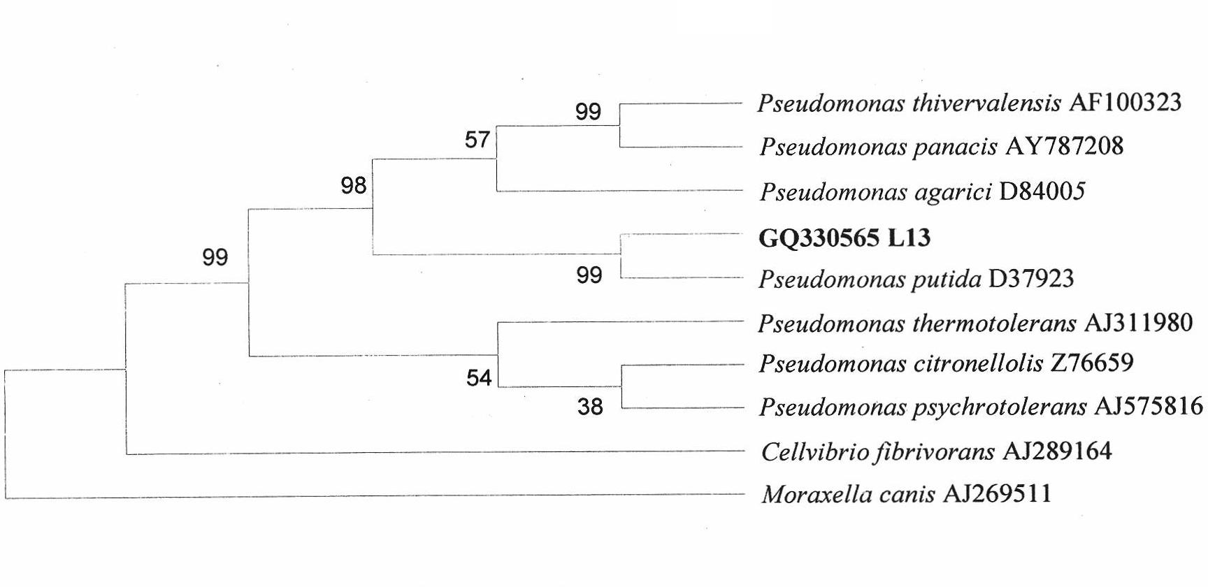 Phosphorus-dissolving pseudomonas putida L13 and fermentation process thereof