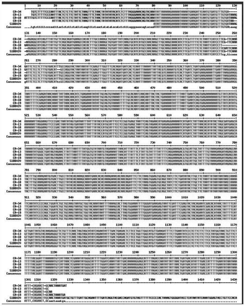 Application of slbbx20 Gene in Regulating Tomato Botrytis Botrytis Resistance