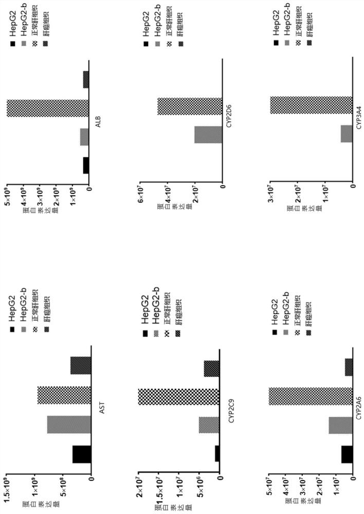 Enhanced detoxification function gene fragment and modified hepg2 cells