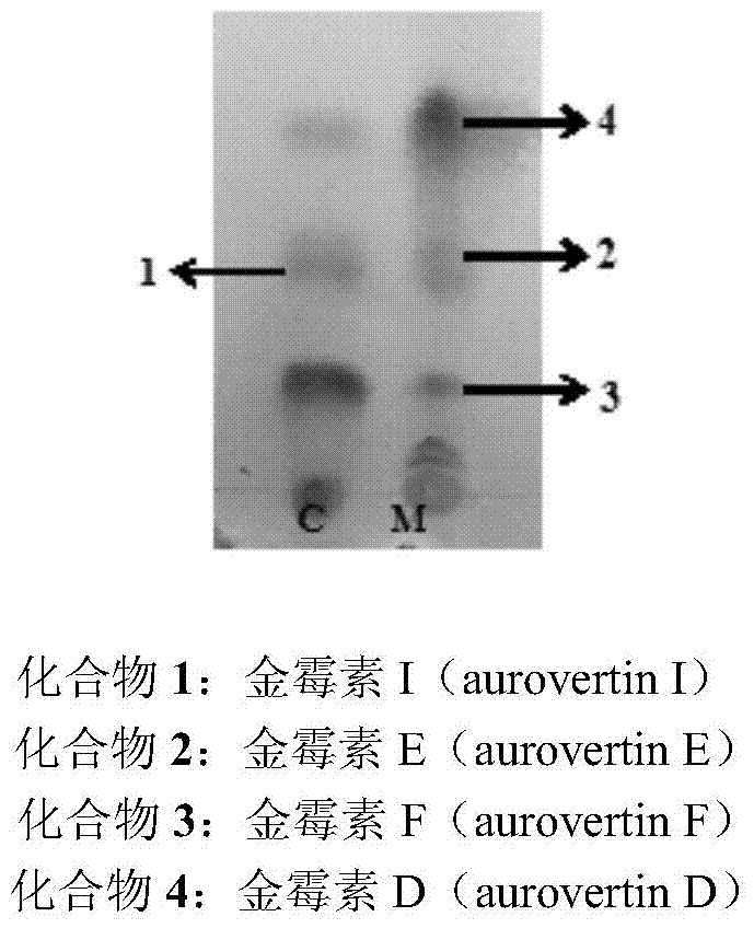 A Strain of Chlamydocetes sp. sp. and its Screening and Application