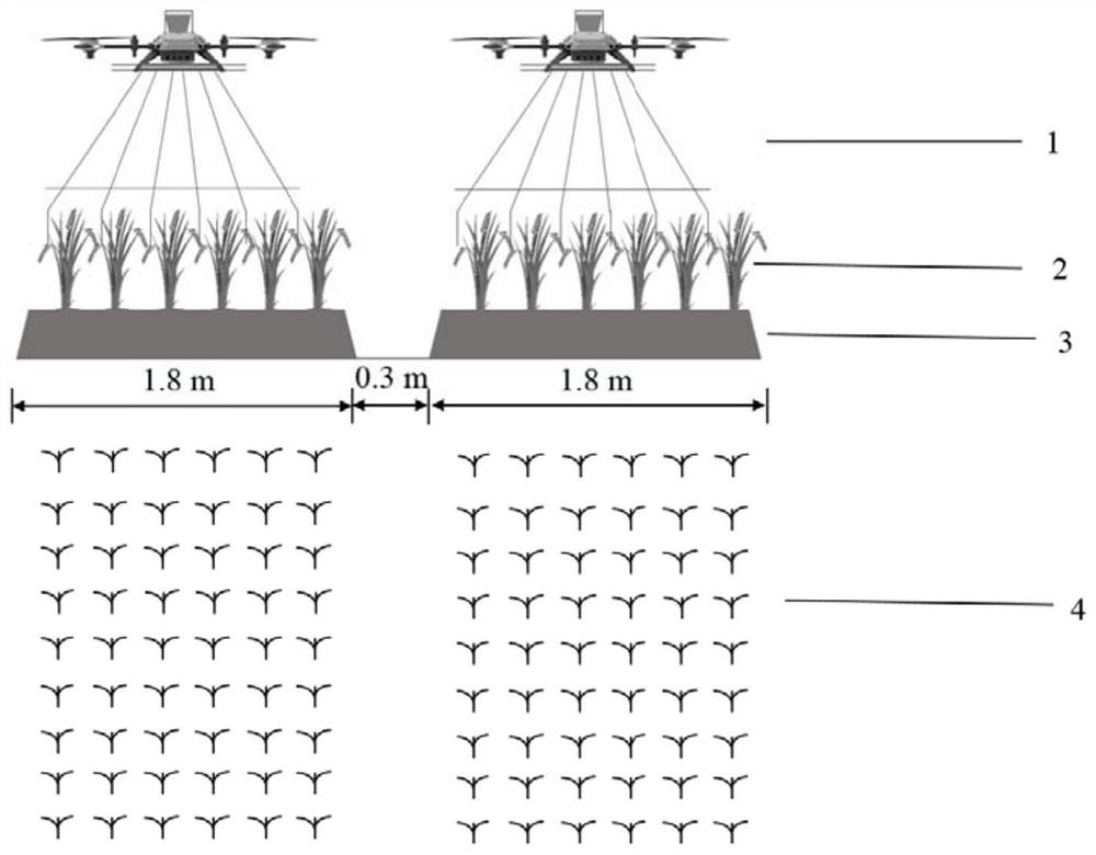 Annual, simple and efficient cultivation method suitable for rice field-upland rotation in hilly areas