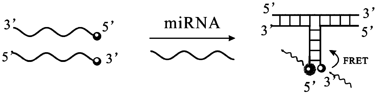 A kind of fluorescence resonance probe and its application and kit