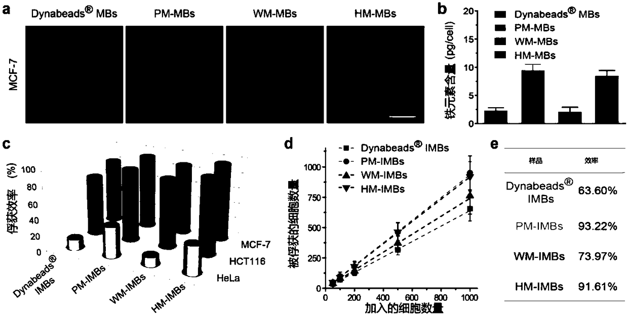 Platelet-leukocyte hybrid membrane-coated immunomagnetic beads and preparation method and application thereof