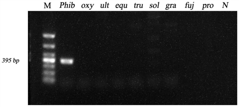 A specific detection target of Phytophthora winteris phibe_s00001g00026.1 and its application