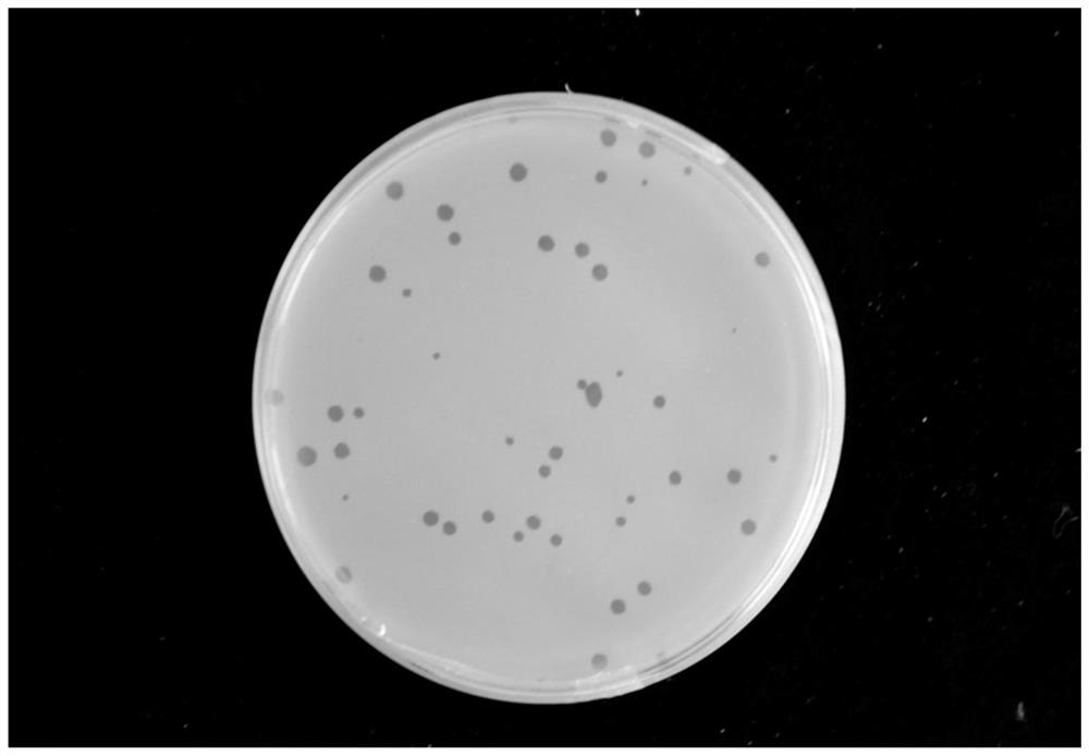 Bacillus cereus phage composition and application thereof