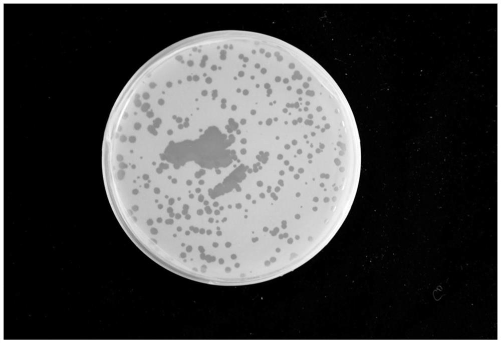 Bacillus cereus phage composition and application thereof