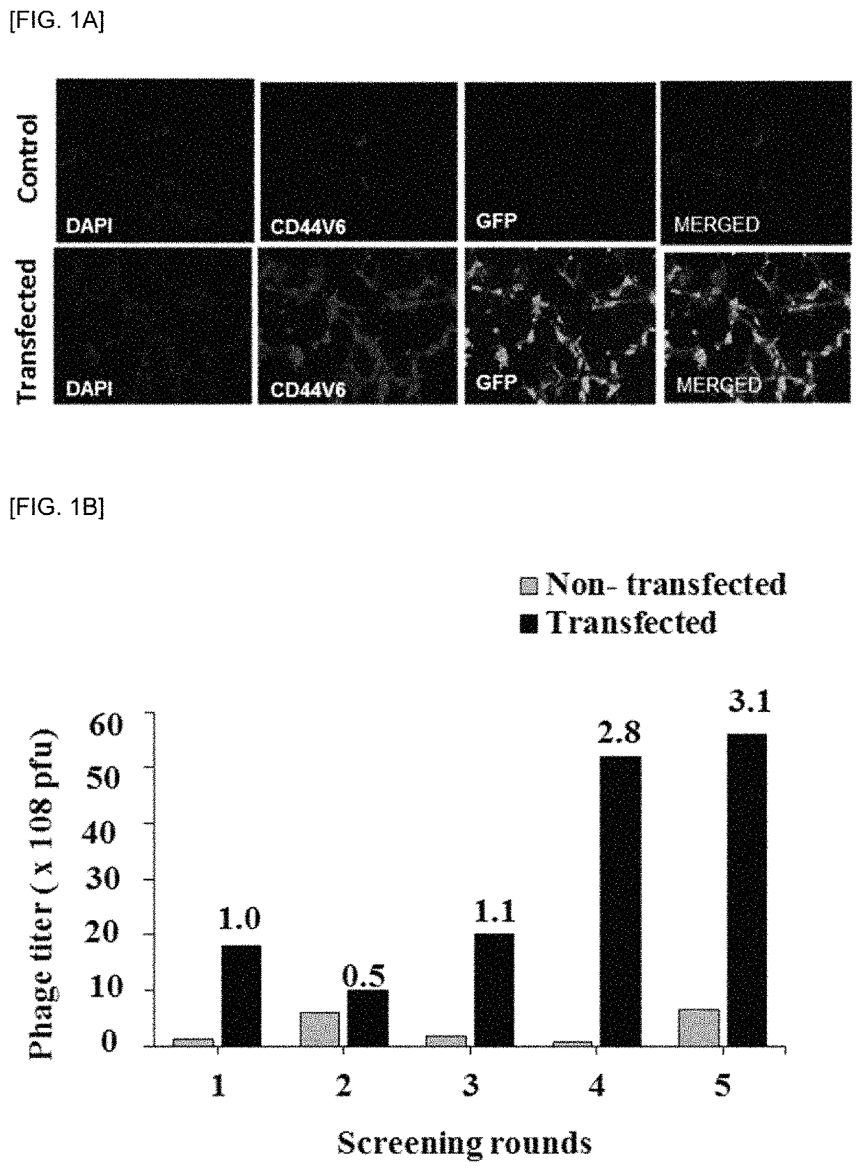 Peptides for binding to CD44v6 and use thereof