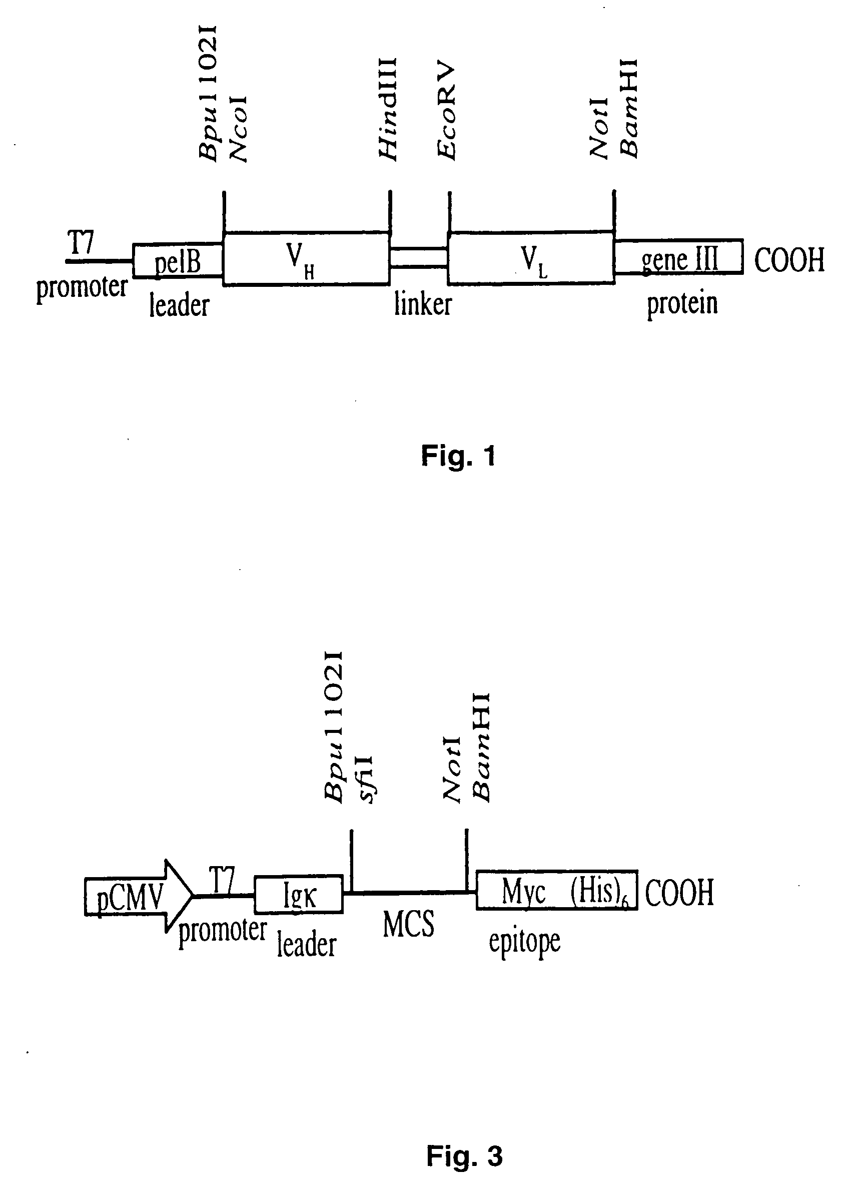 Human anti-epidermal growth factor receptor single-chain antibodies