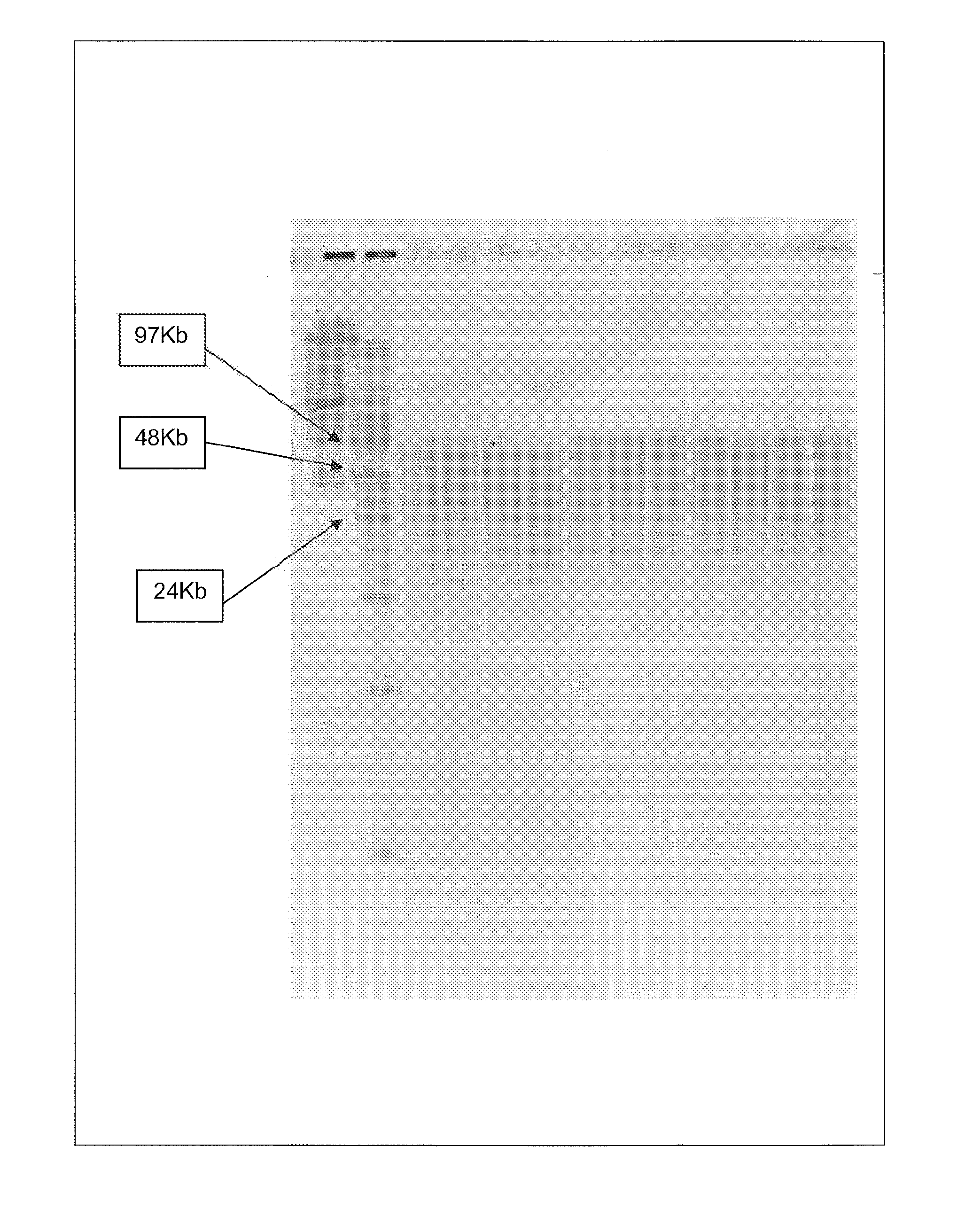 Nucleic acid purification method