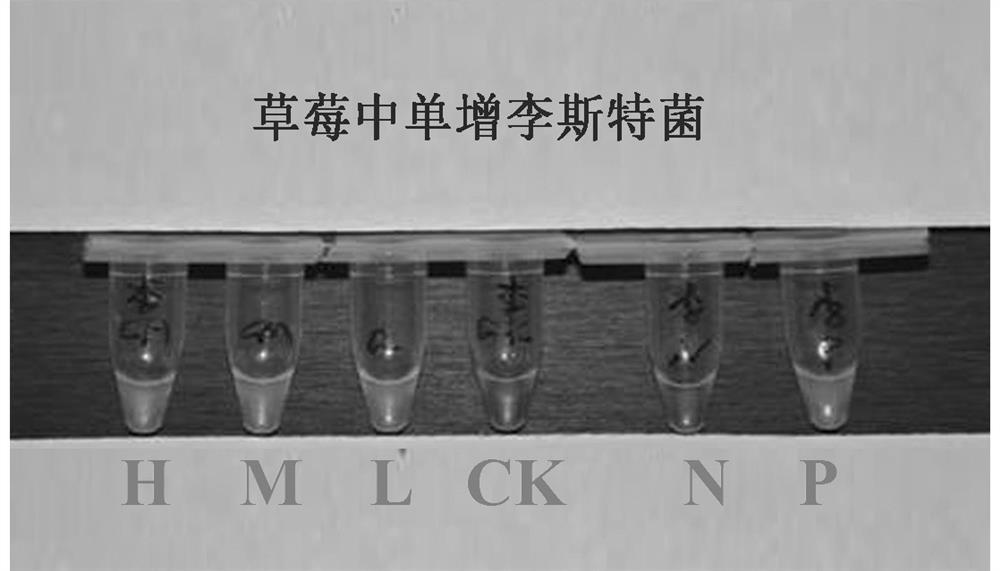 Multiple lamp detection primers, detection kits and detection methods for six foodborne pathogenic bacteria in fruits and vegetables