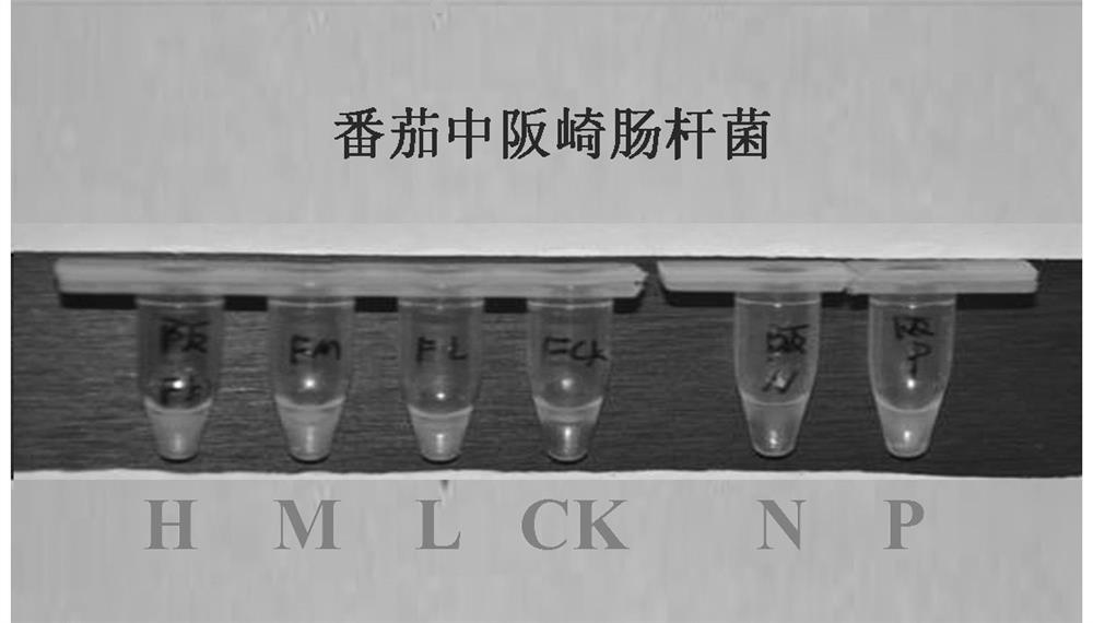 Multiple lamp detection primers, detection kits and detection methods for six foodborne pathogenic bacteria in fruits and vegetables