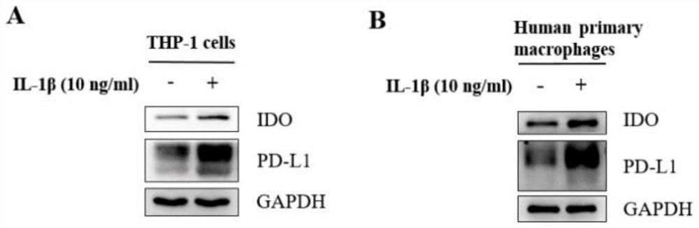 Application of Caspase-1 in preparation of medicine for improving CAR-T treatment effect