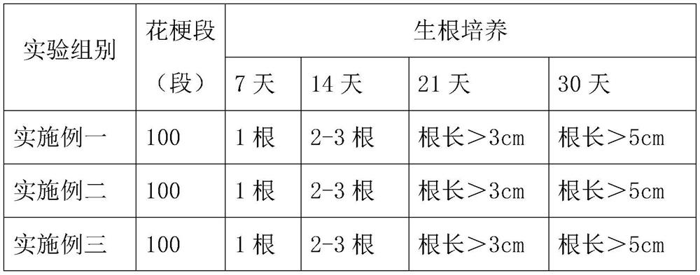 Tissue culture medium of phalaenopsis and propagation method of phalaenopsis