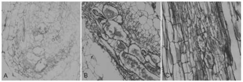 A method for identifying resistance of plants to root-knot nematodes