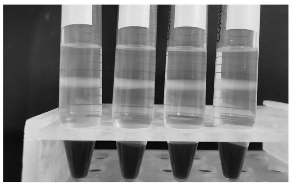 Peripheral blood lymphocyte separating medium and application thereof