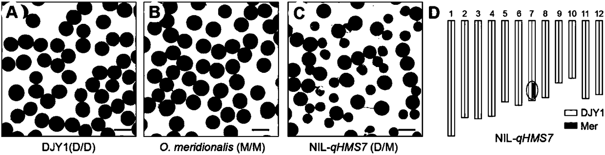 Paddy rice interspecific hybrid pollen fertility gene and application thereof