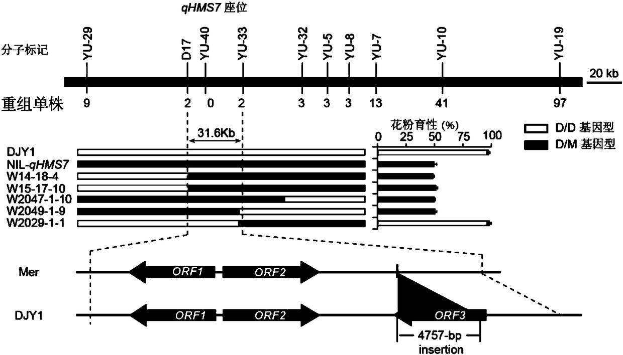 Paddy rice interspecific hybrid pollen fertility gene and application thereof