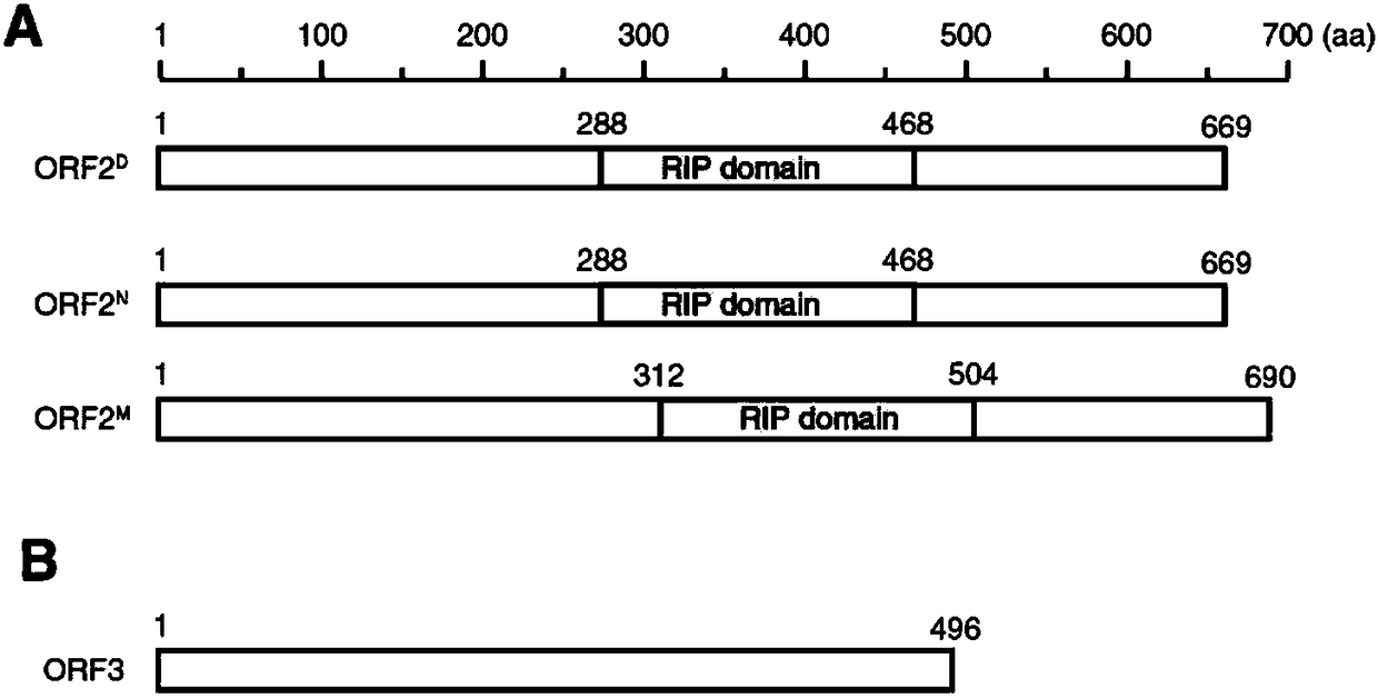 Paddy rice interspecific hybrid pollen fertility gene and application thereof