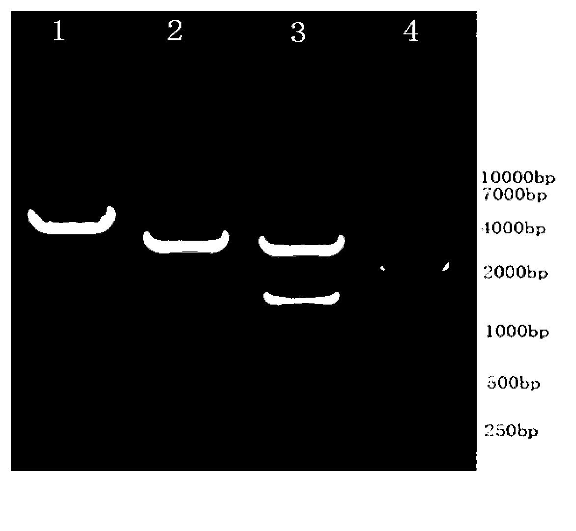 Anti-caries DNA (Deoxyribose Nucleic Acid) vaccine and preparation method and application thereof