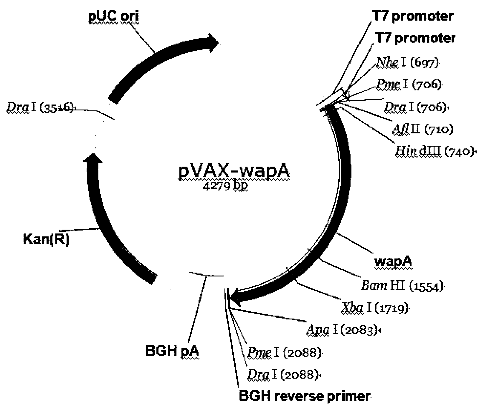 Anti-caries DNA (Deoxyribose Nucleic Acid) vaccine and preparation method and application thereof