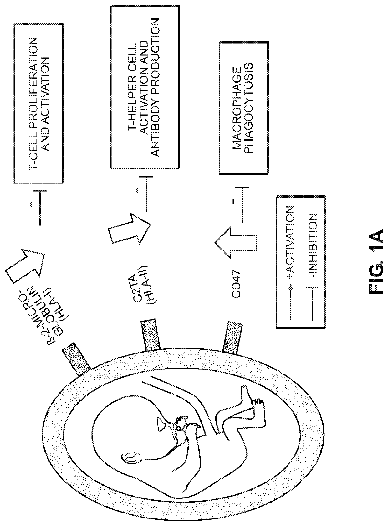 Immunoengineered pluripotent cells