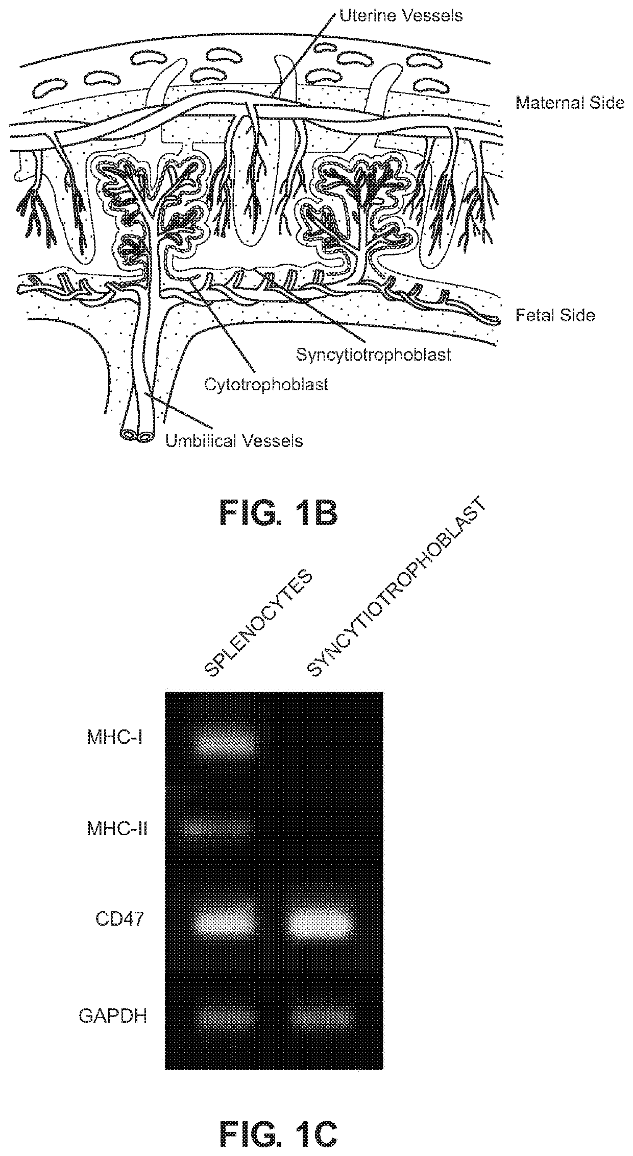 Immunoengineered pluripotent cells