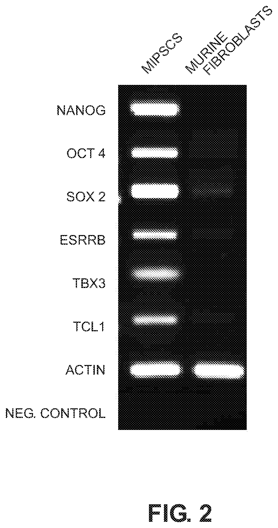 Immunoengineered pluripotent cells