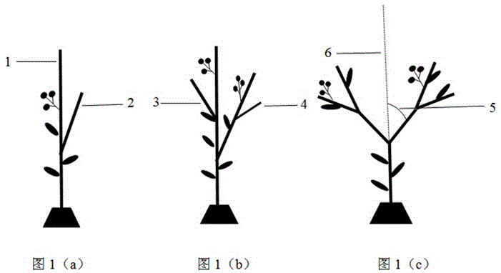 Cherry tomato soilless cultivation method