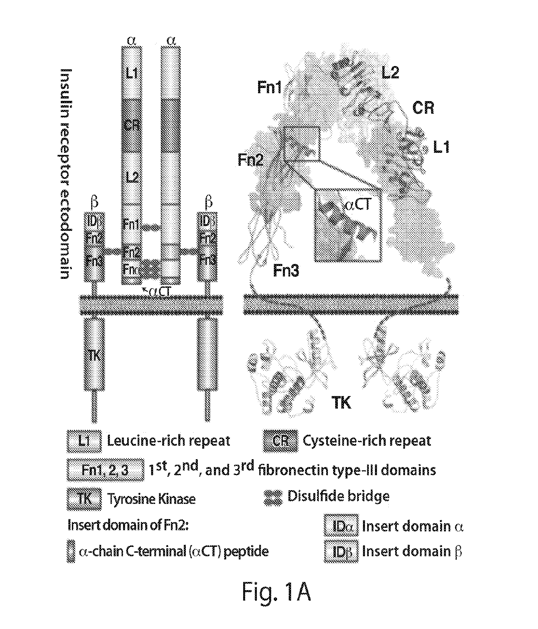 Stabilized polypeptide insulin receptor modulators