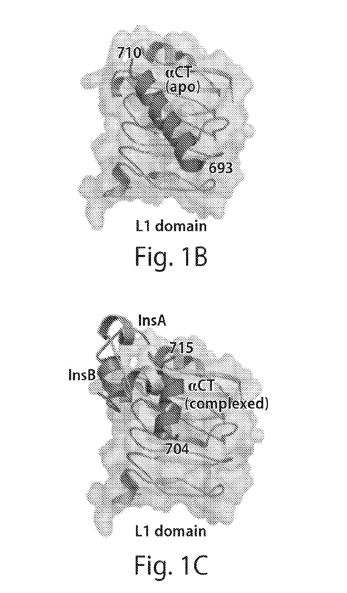 Stabilized polypeptide insulin receptor modulators