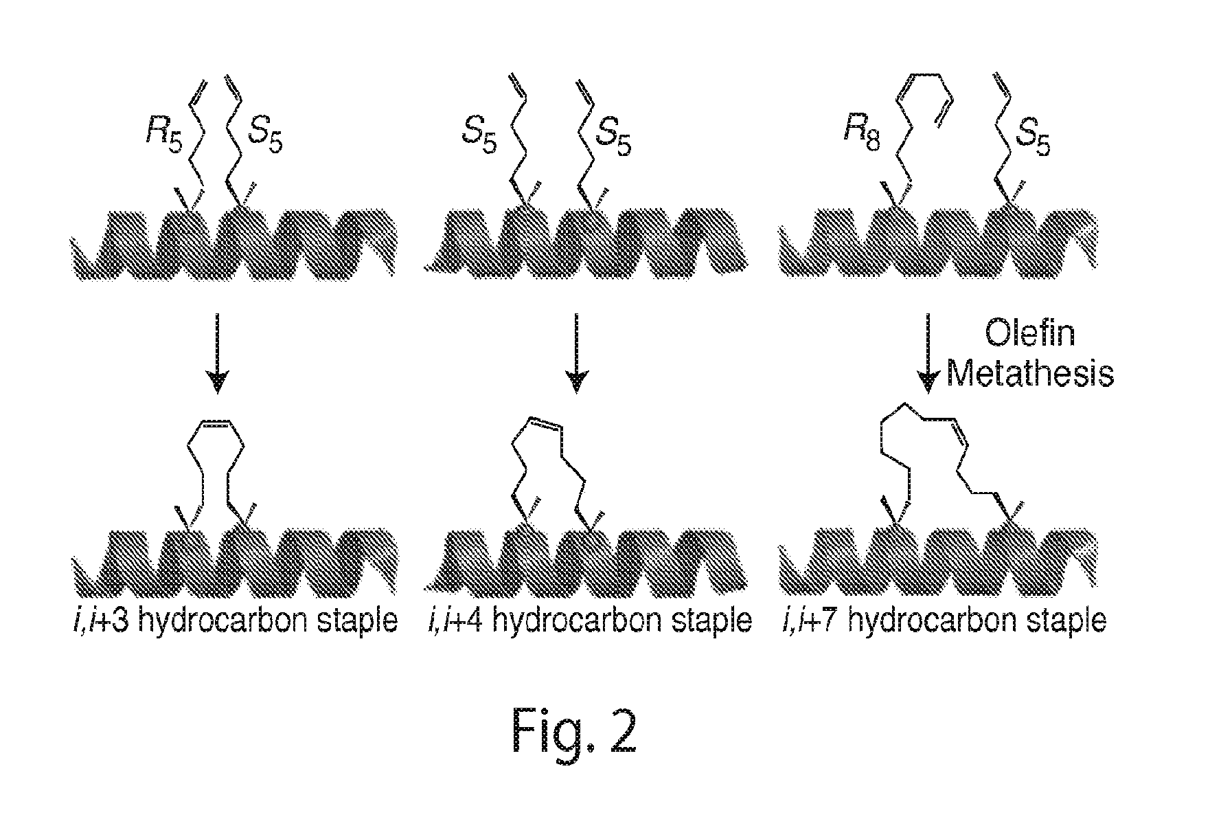 Stabilized polypeptide insulin receptor modulators