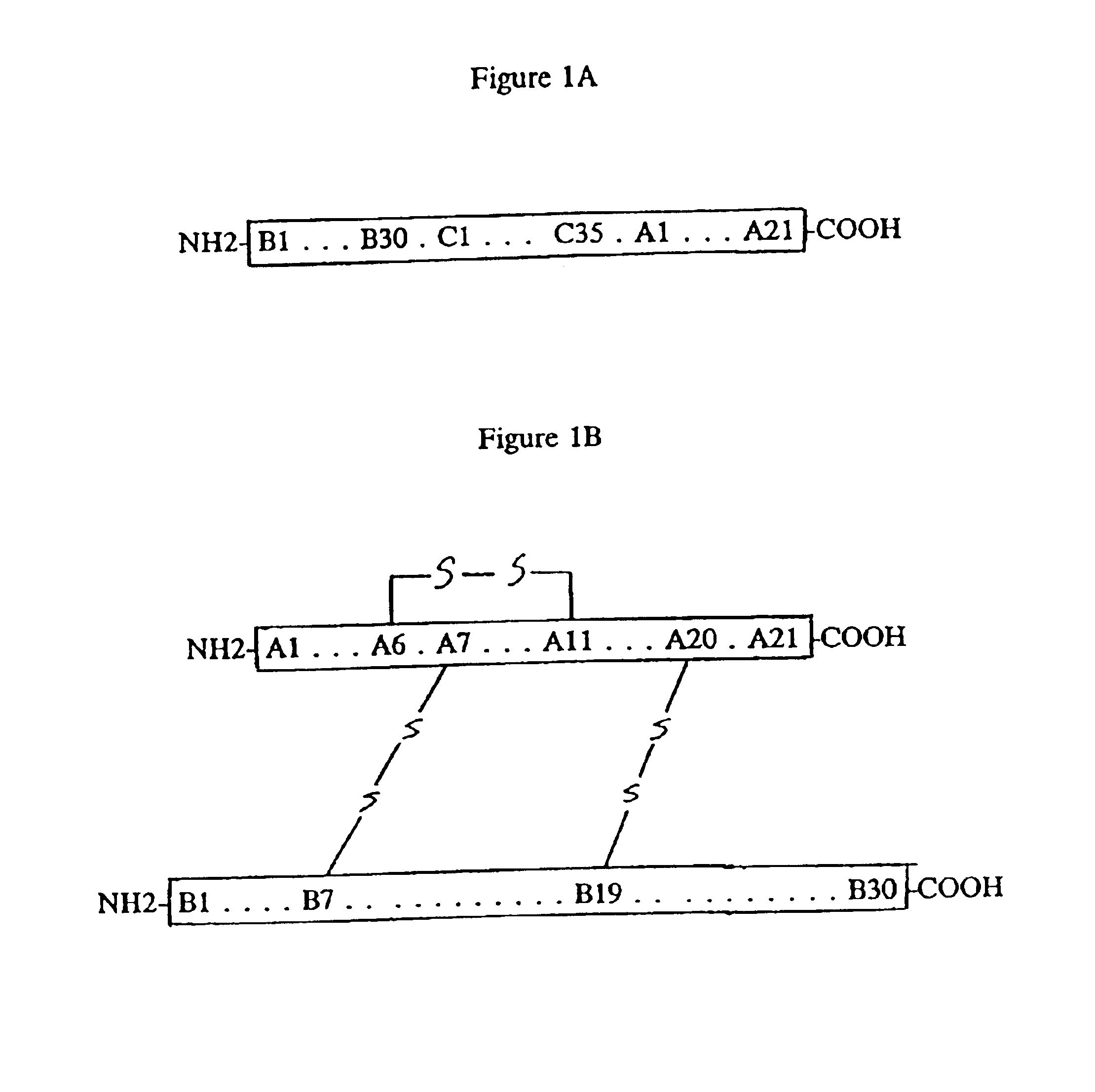 Chaperone protein containing an intramolecular chaperone-like sequence and its application to insulin production