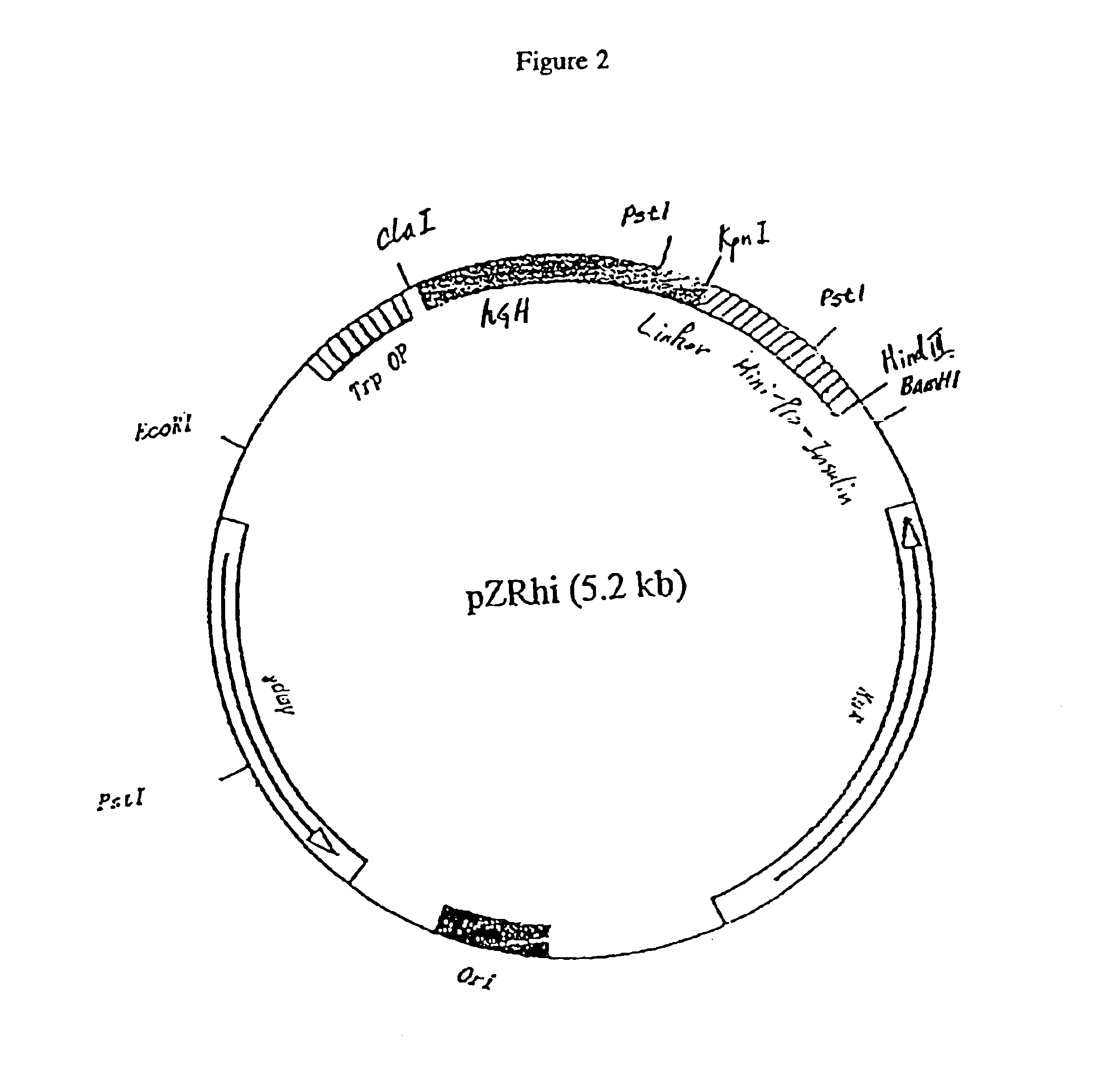 Chaperone protein containing an intramolecular chaperone-like sequence and its application to insulin production