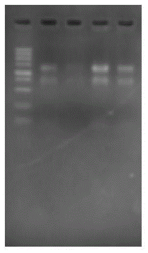 Trachinotus ovatus thioredoxin gene