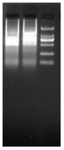 Trachinotus ovatus thioredoxin gene