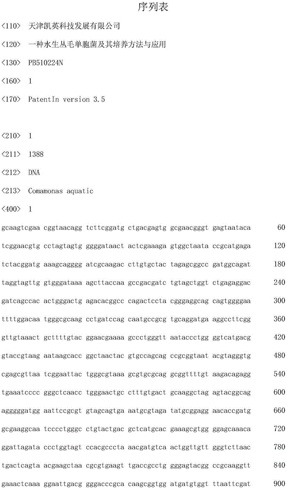 Aquatic comamonas and culture method and application thereof