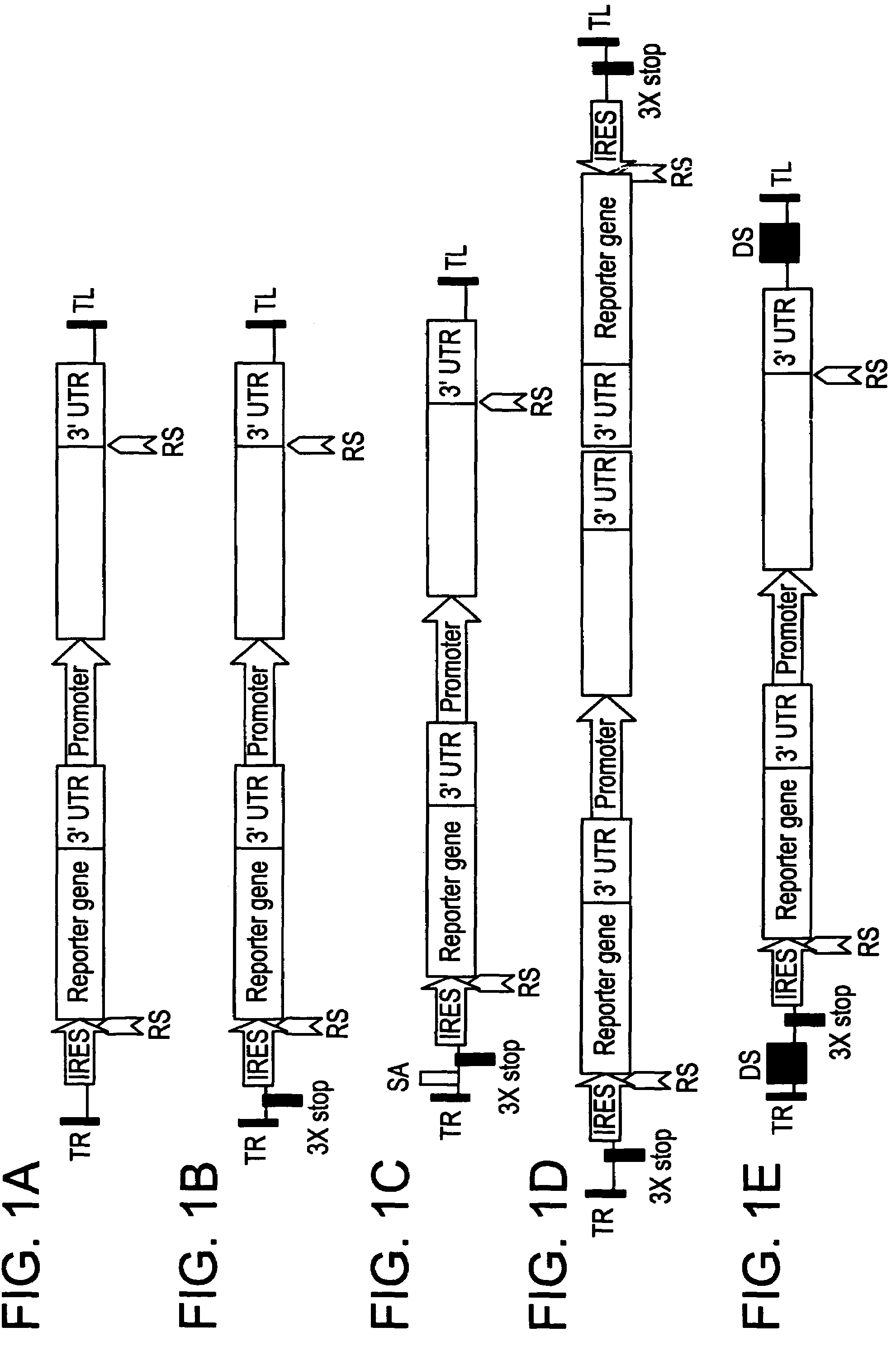 IRES enabled gene trapping in plants