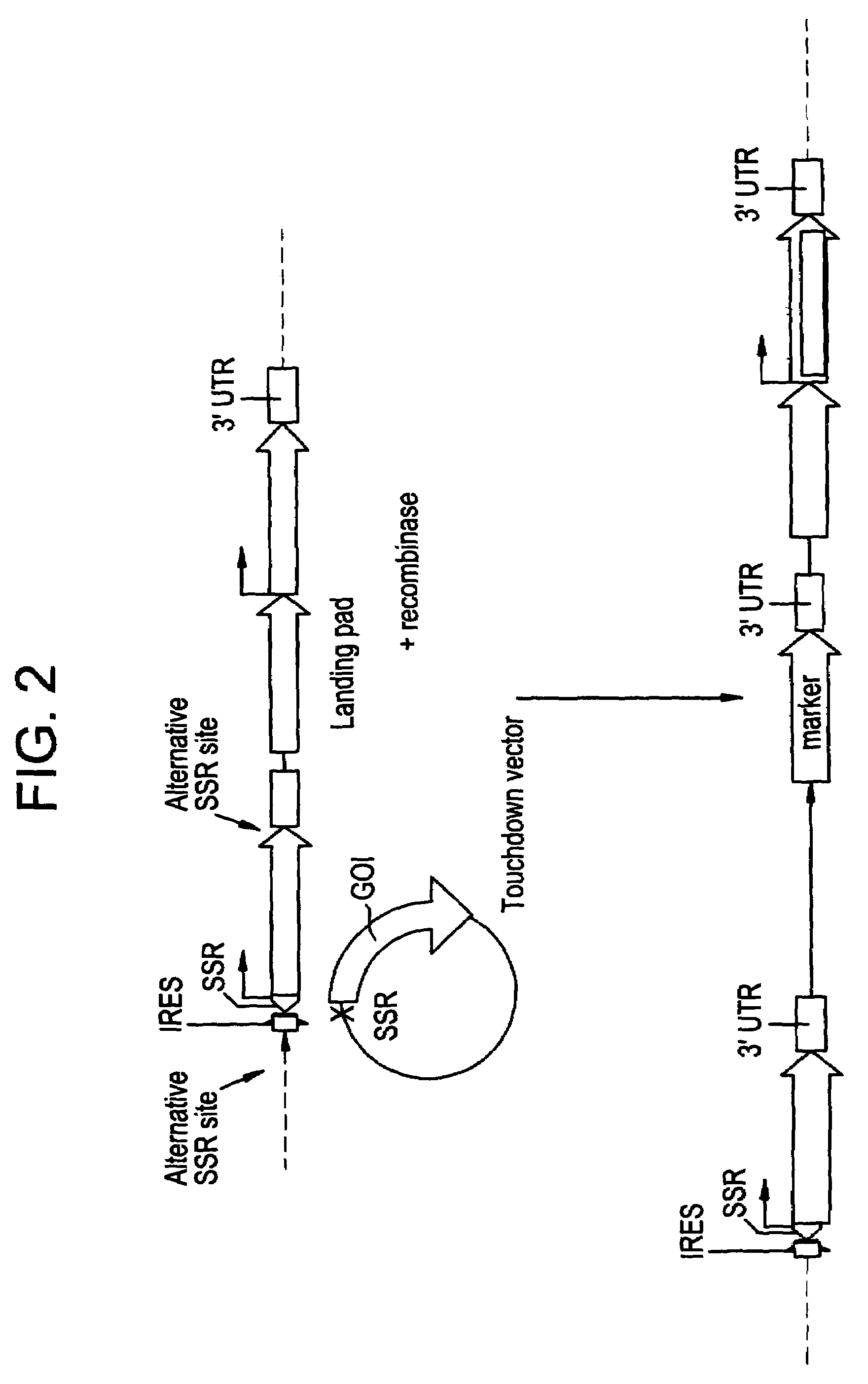 IRES enabled gene trapping in plants