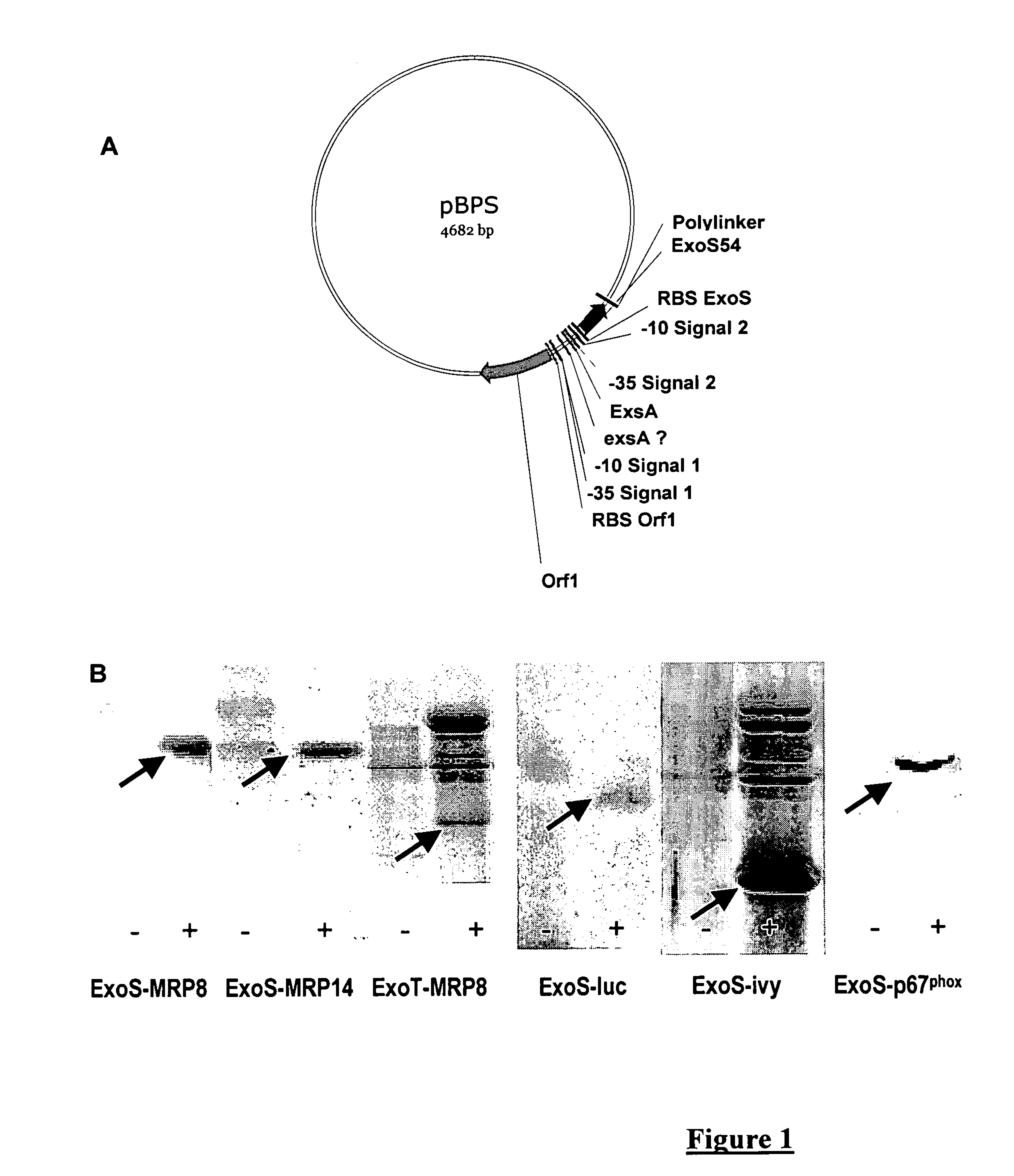 Tool for the transfer and production of proteins using the pseudomonas type III secretion system