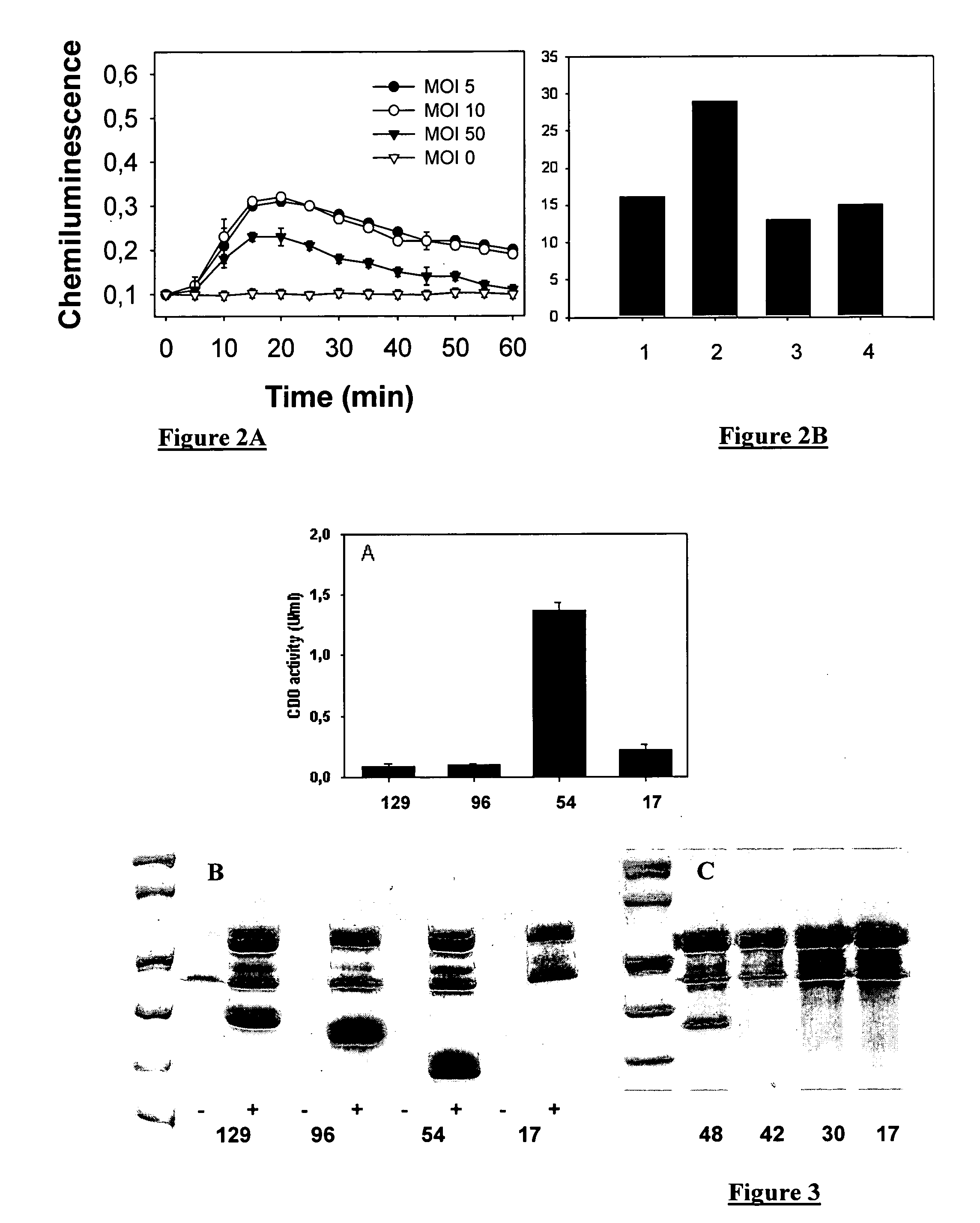 Tool for the transfer and production of proteins using the pseudomonas type III secretion system