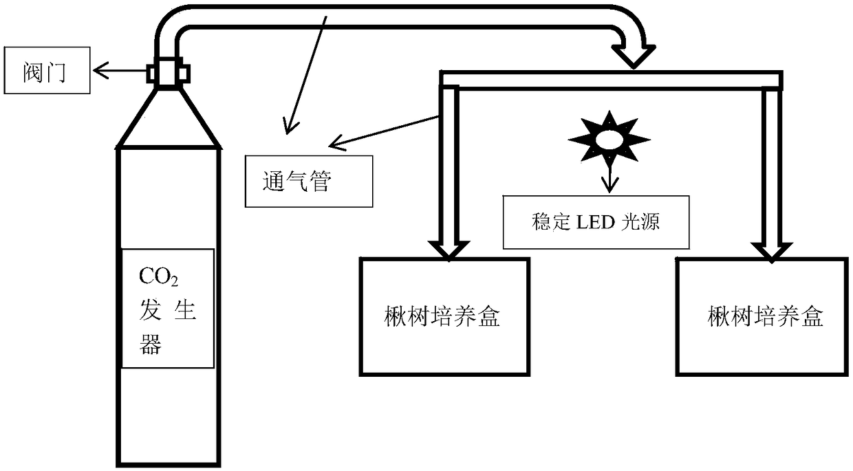 Tissue culture and rapid propagation method and device for catalpa bungei