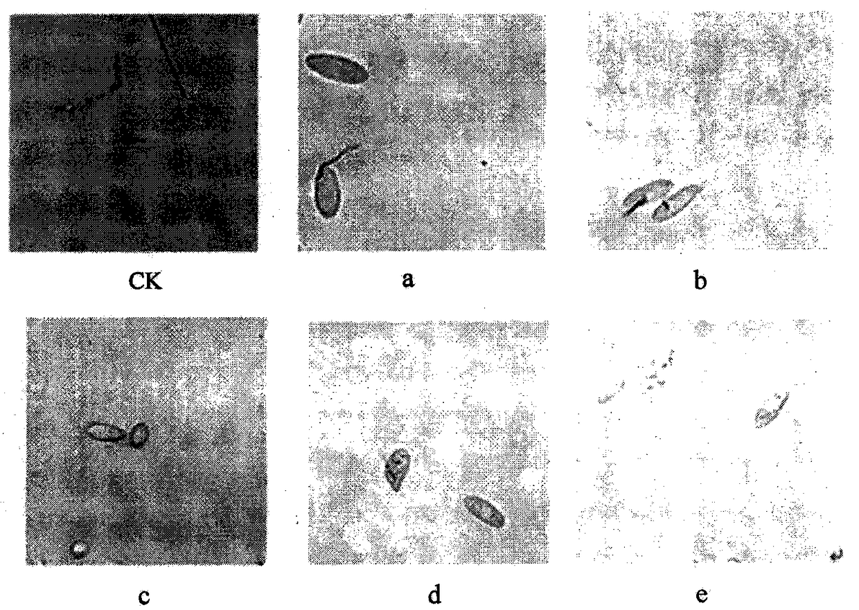 Biological pesticide preparation of compound sasangua cake for rice blast resistance