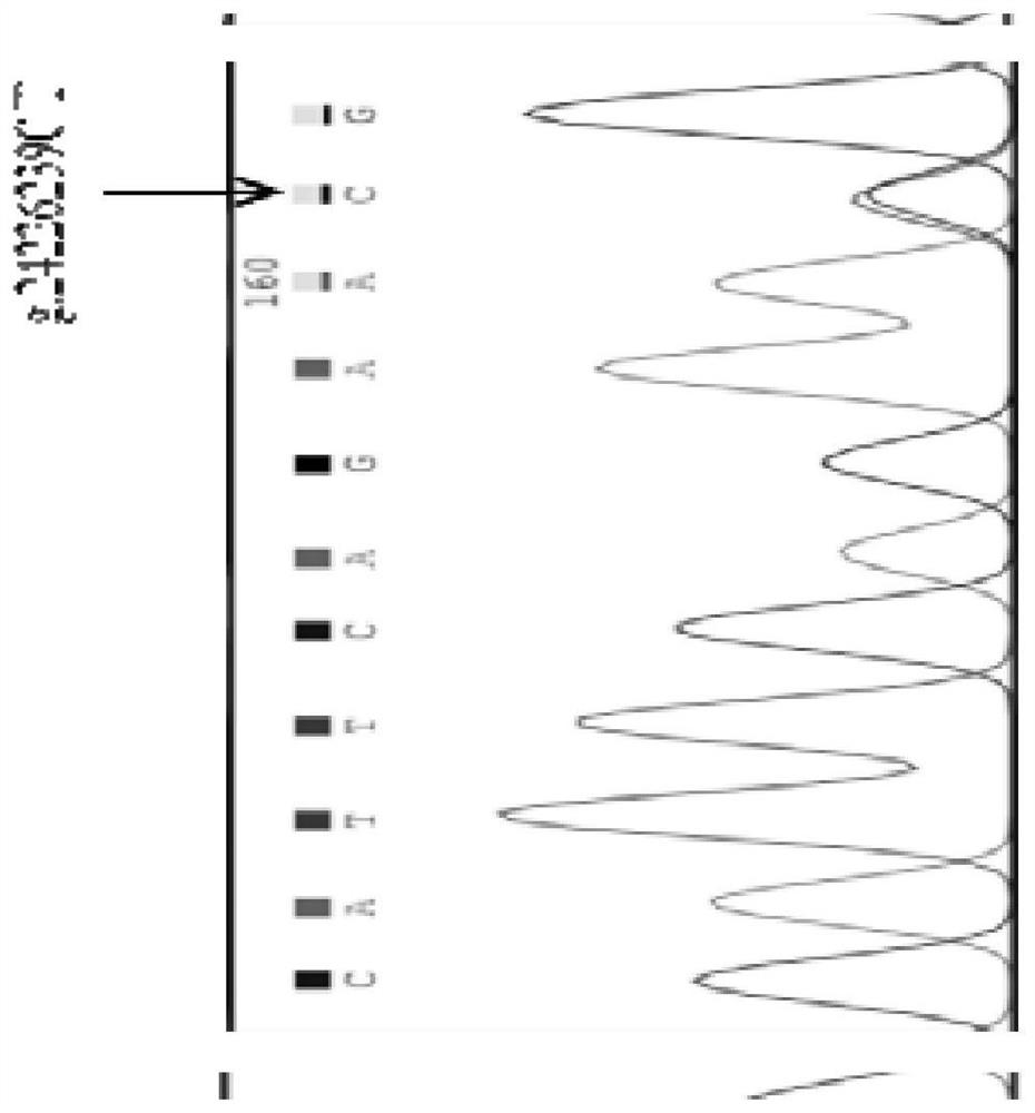 BBS2 molecular marker associated with beef quality traits of beef cattle, and detection kit thereof