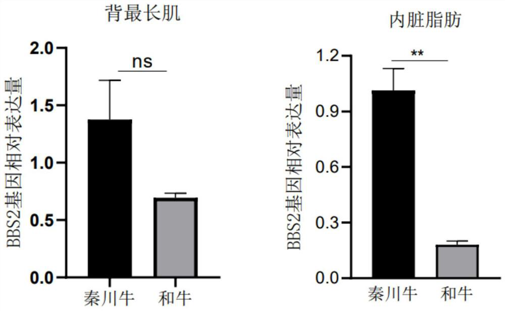 BBS2 molecular marker associated with beef quality traits of beef cattle, and detection kit thereof