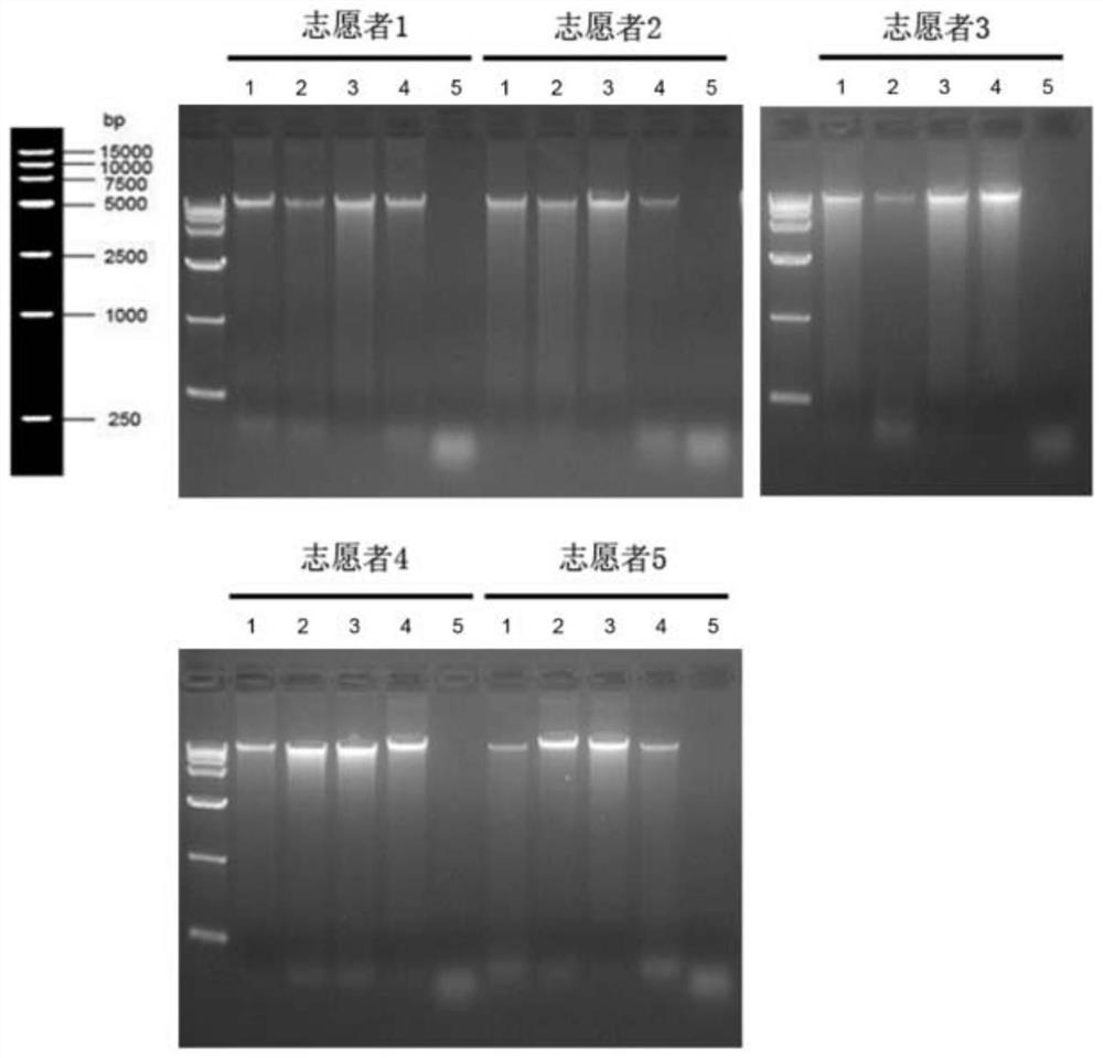 Fecal nucleic acid preserving fluid and preparation method and application thereof