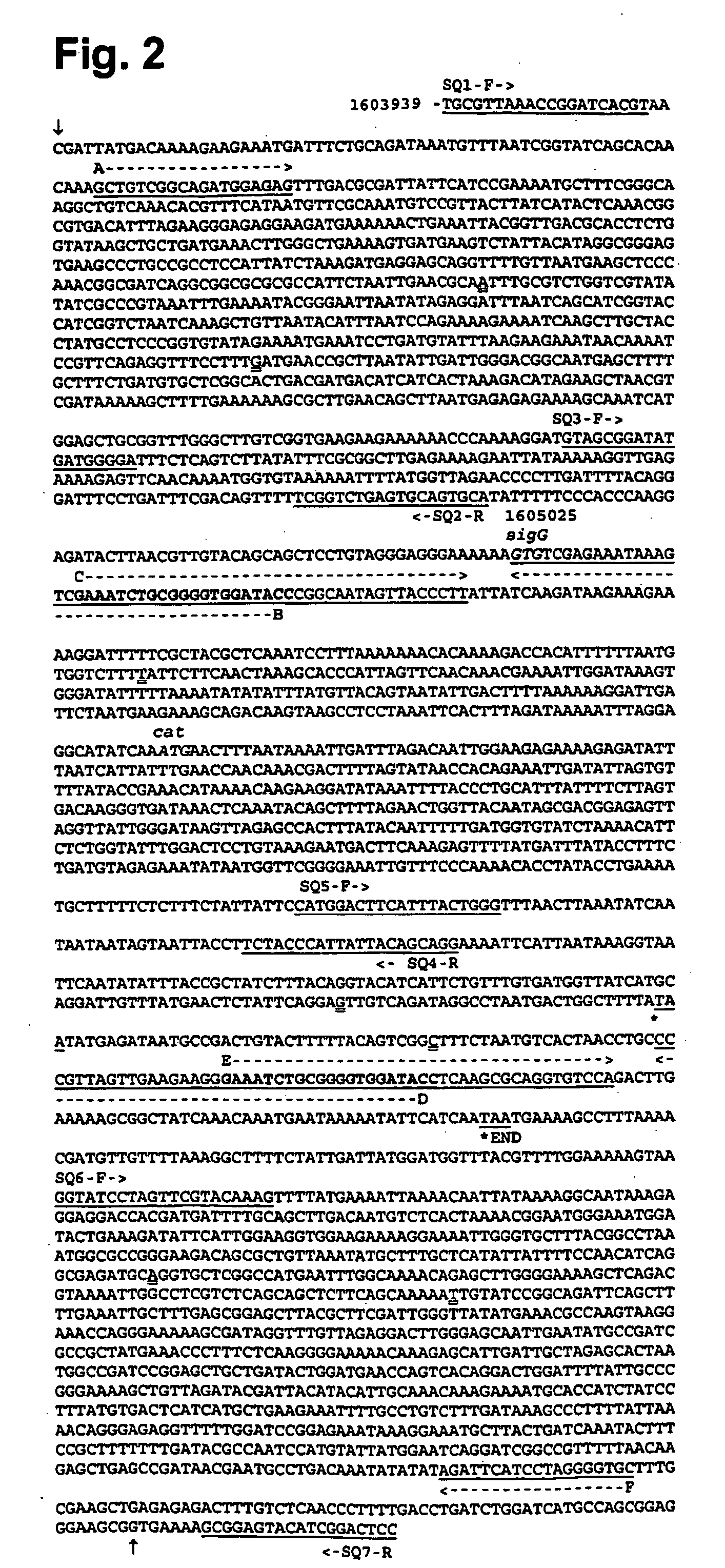 Non-sporulating bacillus subtilis having parts of the gene encoding sigma g deleted